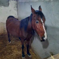 مادیان ۴ ساله کرد اصیل|اسب و تجهیزات اسبسواری|نمین, |دیوار