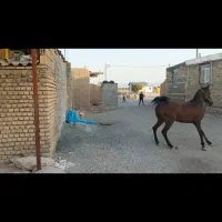 مادیان و نریان کورد|اسب و تجهیزات اسب‌سواری|ماهیدشت, |دیوار