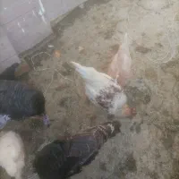 انواع بوقلمومرغ ،خروس،مرغ لاریم هست|حیوانات مزرعه|اسدآباد, |دیوار