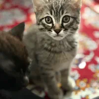 واگذاری|گربه|گرگان, |دیوار