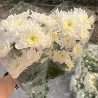 استخدام کارگر گلخانه