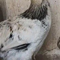 خروس