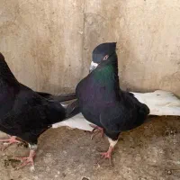 کبوتر زاغ دم سفید