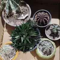 پک کاکتوس های کلکسیونی|گل و گیاه طبیعی|خسروشاه, |دیوار