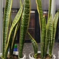 گل گل|گل و گیاه طبیعی|همدان, |دیوار