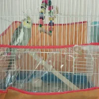 عروس هلندی نَر همراه قفس