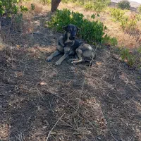 ماده پژدر|سگ|زند, |دیوار