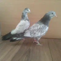 8 تا جوجه پاکستانی پرشی|پرنده|تهران, والفجر (افسریه)|دیوار