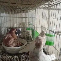 کفتر ماهرو کاکلی همراه با جوجه