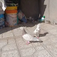 کفتر
