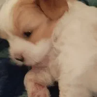 سگ نزاد شیتزو چهار ماهه سرحال بازیگوش|سگ|ایرانشهر, |دیوار