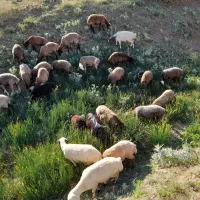 کاور ماده همگی آبستن