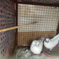 کله برنجی تیره قدیم یزدی|پرنده|یزد, |دیوار