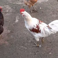 مرغ وخروس گلین