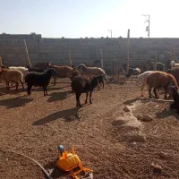 گوسفند مقانی میش وبز