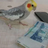 عروس هلندی سخنگو