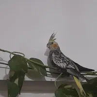 عروس هلندی گلباقالی|پرنده|اهواز, زندوکیلی|دیوار