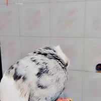 کفتر طوقی شازده|پرنده|شیراز, نارنجستان|دیوار