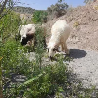 قوچ دورگ چینی