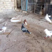 تعداد ی کبوتر رنگه وآلمانی