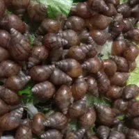 حلزون|خزنده|تهران, تهرانسر مرکزی|دیوار