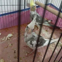 عروس هلندی ۳ماهه