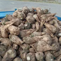 فروش چقندر قند