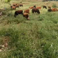 ۱۰ عدد گاو نر و ماده اعدکل و ماده.همه صحرایی