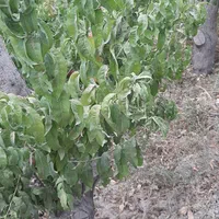 فروش باغ ۸۰۰متر و۴۰۰متر ویلا باباسلمان باغستان قدس|فروش زمین و ملک کلنگی|قدس, شهرک صنعتی زاگرس|دیوار