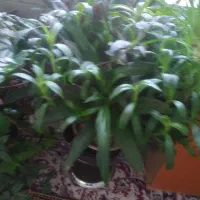 فروشی|گل و گیاه طبیعی|سیلاخور, |دیوار