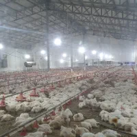 کارگر مرغداری|استخدام صنعتی، فنی، مهندسی|آستارا, |دیوار