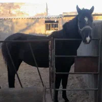 اسب مادیون ترکمن مشکی آبستن