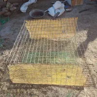 قفس بلدرچین و مرغ تخمی