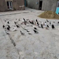 کبوتر|پرنده|قروه, |دیوار