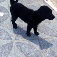 توله لاس قدرجونی