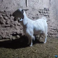 2عدد بز دو دو رگ پاکستانی|حیوانات مزرعه|ماهان, |دیوار