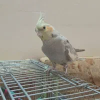 عروس هلندی|پرنده|شیراز, مسلم|دیوار