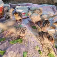 جوجه تکی بوقلمون برای فروش زیر مادری هستند سالم