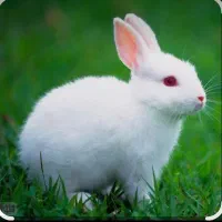 فروش یک جفت خرگوش سفید