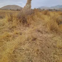 سگ سرابی گله‌ای و نگهبان عالی سن دو سال|سگ|زنجان, |دیوار