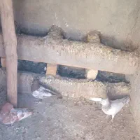 کبوتر|پرنده|قوچان, |دیوار