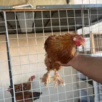 خروس برهما فقط معاوضه|حیوانات مزرعه|تهران, بازار|دیوار