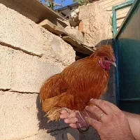 خروس دستی امپراتور|حیوانات مزرعه|تهران, مینای شمالی (مخبر)|دیوار