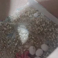 مرغ عشق رینبو|پرنده|علی‌آباد کتول, |دیوار