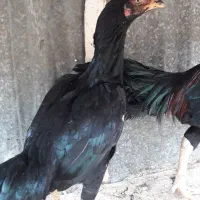 مرغ خروس لاری ومینیاتوری|حیوانات مزرعه|دشتابی, |دیوار