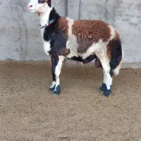 بره قوچ بروجردی|حیوانات مزرعه|سنگدوین, |دیوار