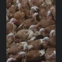 فروشی|حیوانات مزرعه|سرپل ذهاب, |دیوار