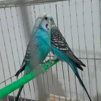 جفت مرغ عشق