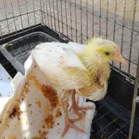 جوجه
