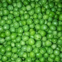 نخود سبز عالی درشت